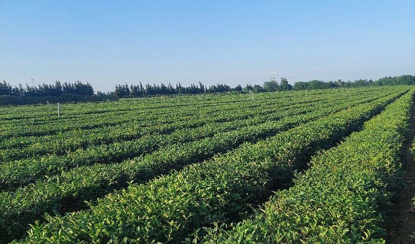 Lankaran Tea Plantations