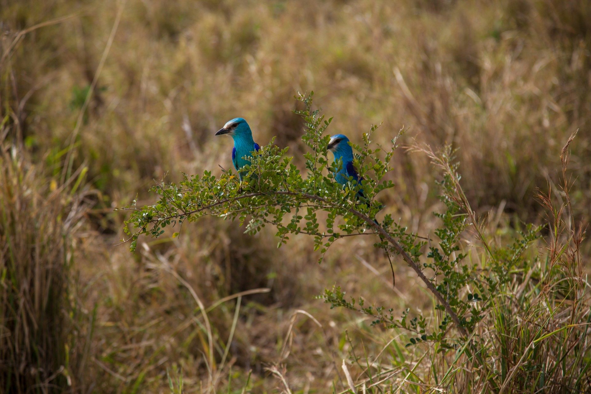 Birdwatching in Shirvan National Park